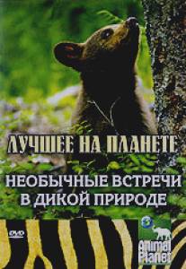 Animal Planet: Необычные встречи в дикой природе/North American Wildlife Encounte