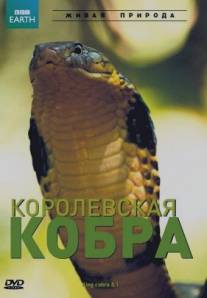 BBC: Королевская кобра/King Cobra and I (2005)