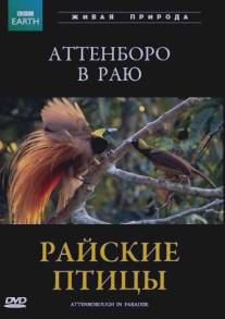 BBC: Райские птицы/Attenborough in Paradise (1996)