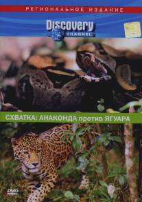 Discovery. Схватка: Анаконда против ягуара/Discovery: Animal Face-Off. Anaconda vs. Jaguar