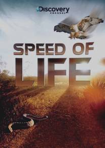 Discovery: Скорость жизни/Speed of Life