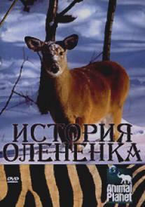 История олененка/The Littlest Reindeer