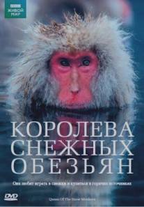 Королева снежных обезьян/Snow Monkeys - Who's Hot and Who's Not